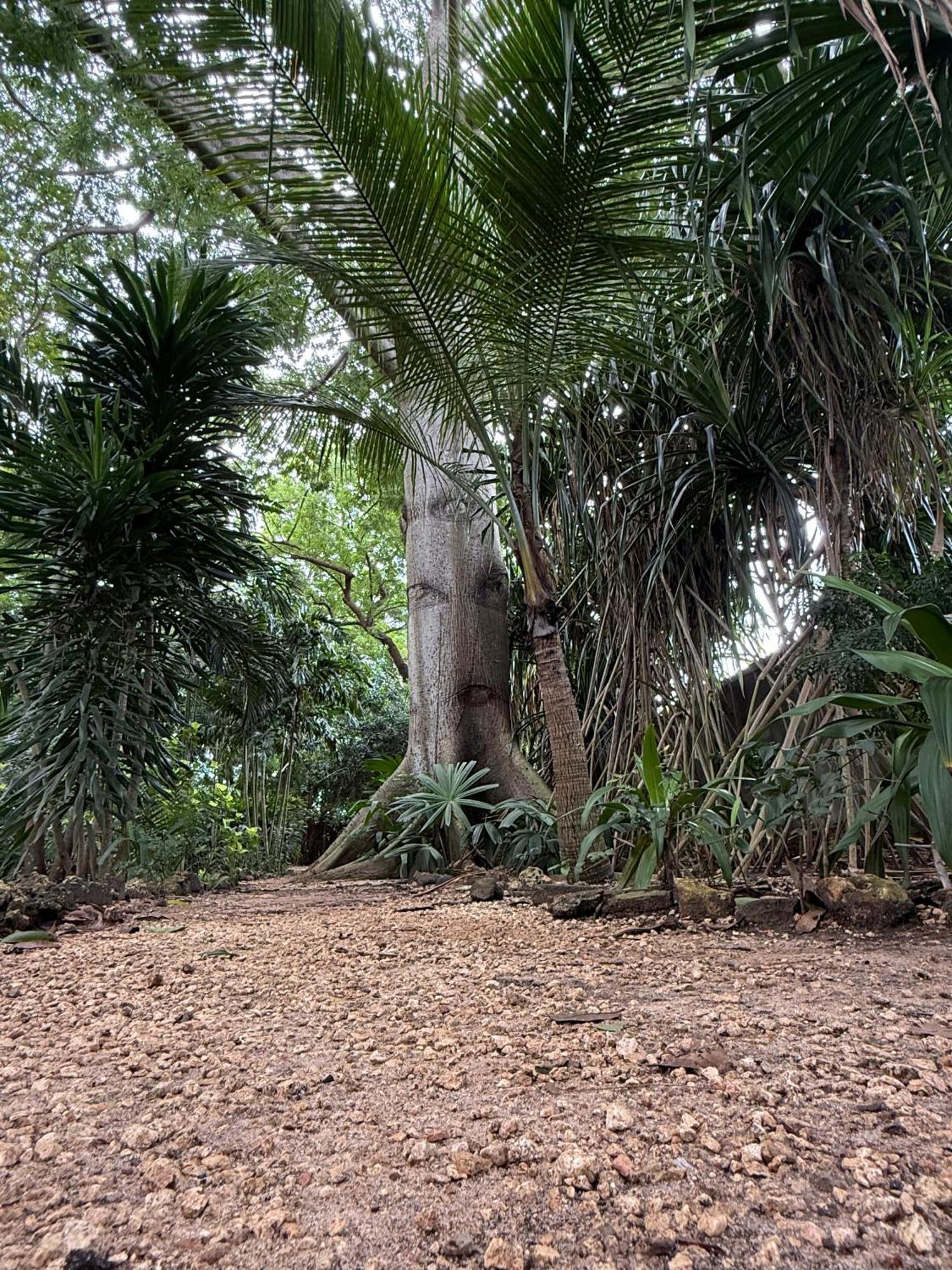 Mbweni Ruins & Gardens Previously Jungle Paradise Zanzibar Exterior foto